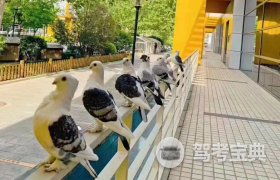 北京東方時(shí)尚駕校 報(bào)名價(jià)格、服務(wù)體驗(yàn)全解析